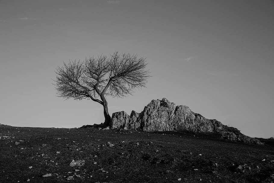 tree, stone, environment, rocks, trees, tranquility, tranquil scene HD wallpaper