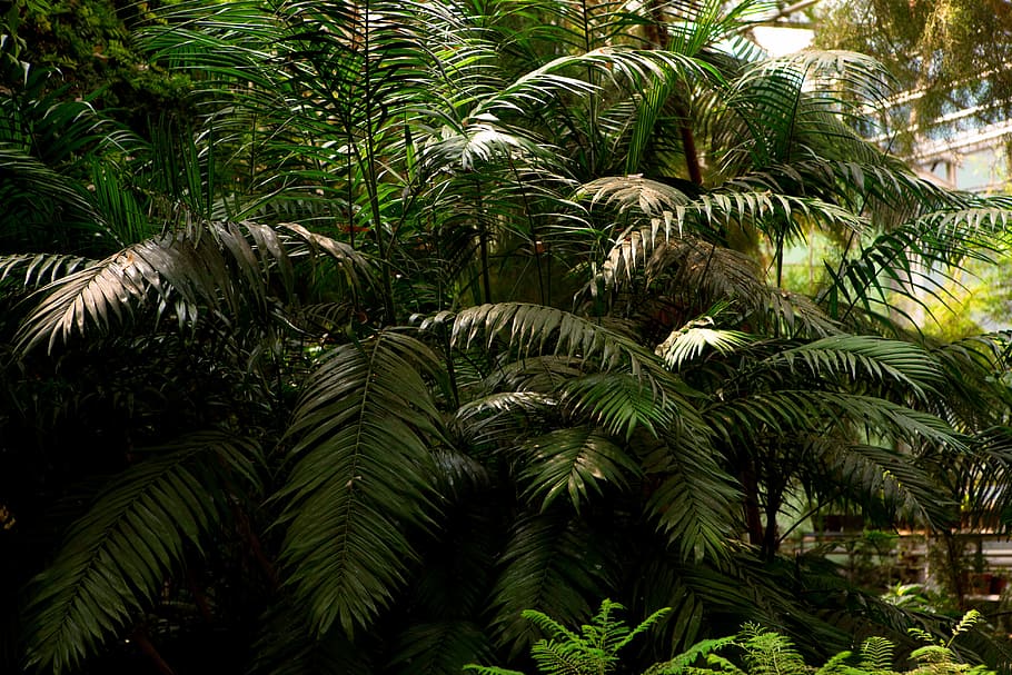 forest, background, branch, green, tree, leaf, color, plant HD wallpaper