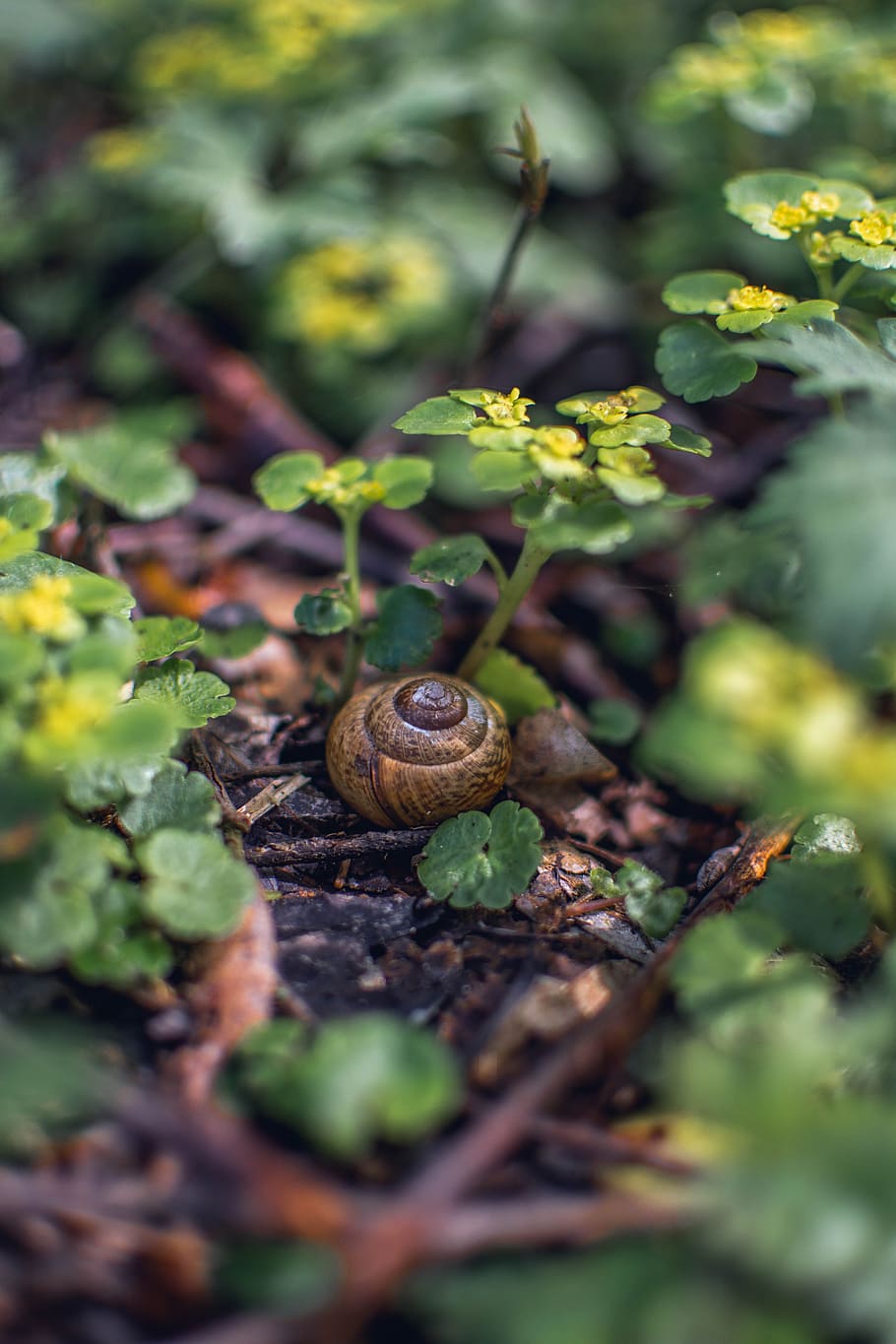 Selective Focus Photography of Brown Snail, animal, blooming HD wallpaper