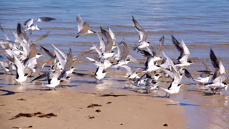 sea, birds, flight, water, animal, animal themes, group of animals HD wallpaper