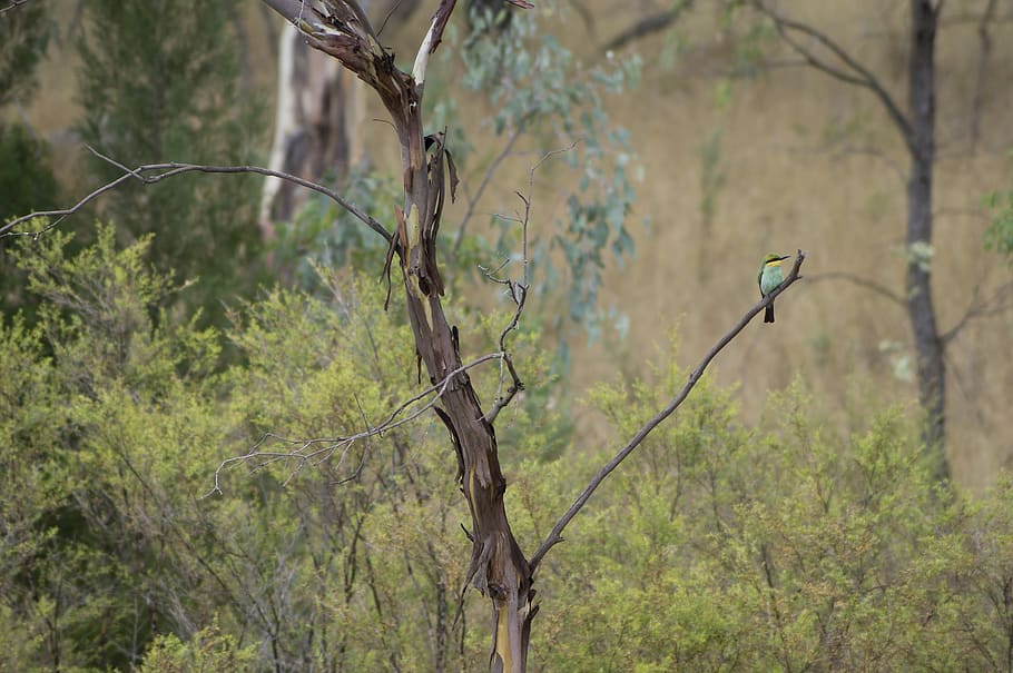 australia, australian bird, rainbow bee eater, tree, plant HD wallpaper