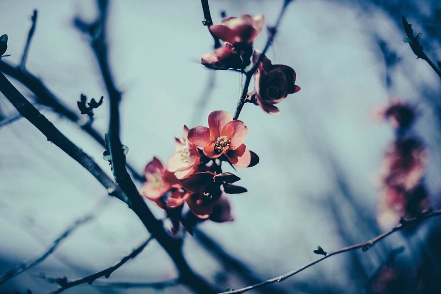 Pink Petaled Flowers, blossoms, plant, growth, nature, close-up HD wallpaper