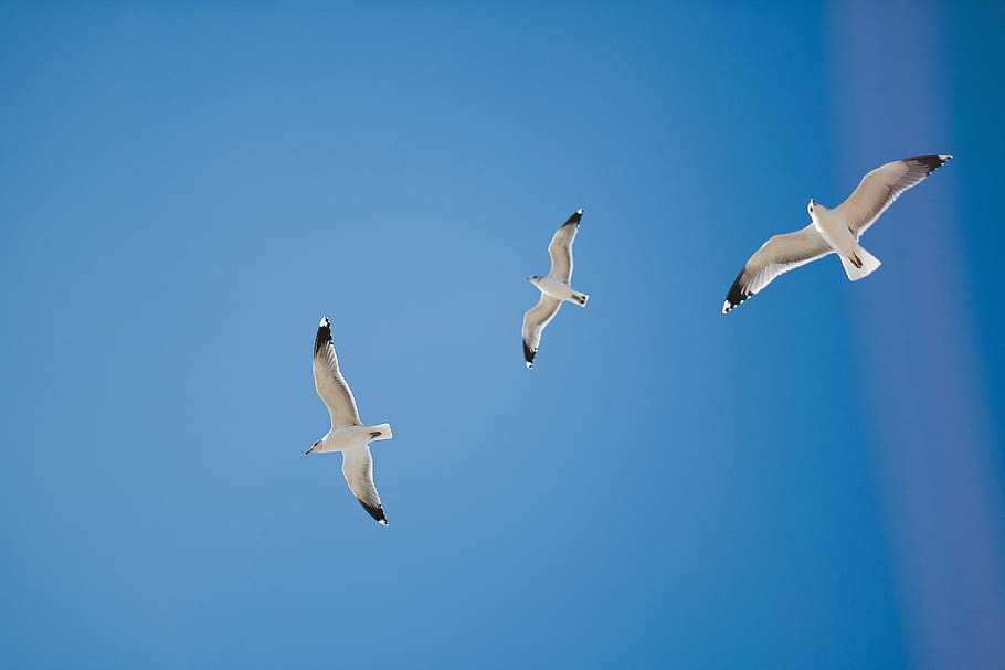 three white seagulls flying, animal themes, animals in the wild HD wallpaper