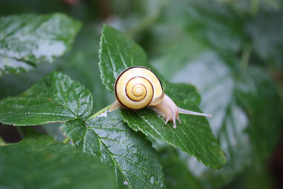 snail, green, nature, shell, slowly, animal, yellow, crawl HD wallpaper