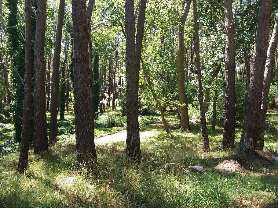 argentina, villa gesell, mardelaspampas.com.ar, bosque, árboles