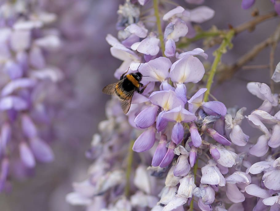 bee, bumblebee, insect, flower, spring, nature, pollen, yellow HD wallpaper