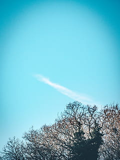 smoke above tree under blue sky, nature, outdoors, hemel hempstead HD wallpaper