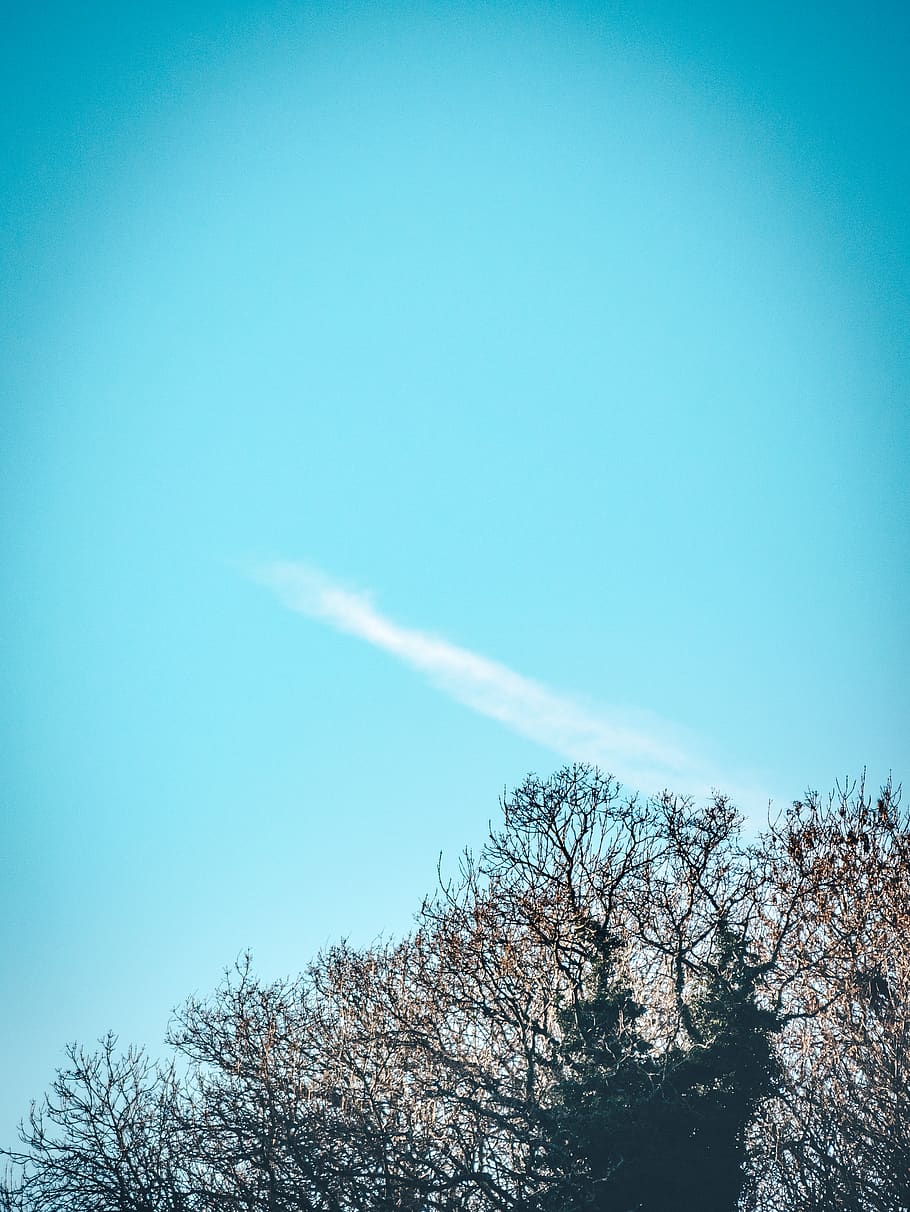 smoke above tree under blue sky, nature, outdoors, hemel hempstead HD wallpaper