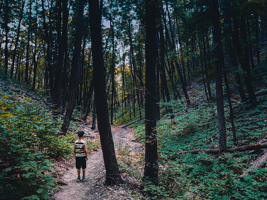 Person Wearing Shirt Standing Near Tree, boy, child, dark, dawn HD wallpaper