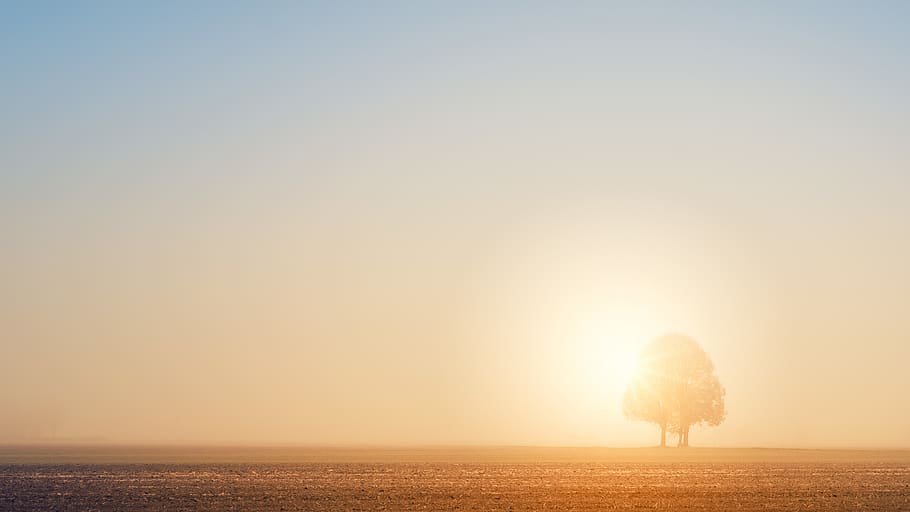 tree under sunray, sky, sunset, beauty in nature, tranquility HD wallpaper