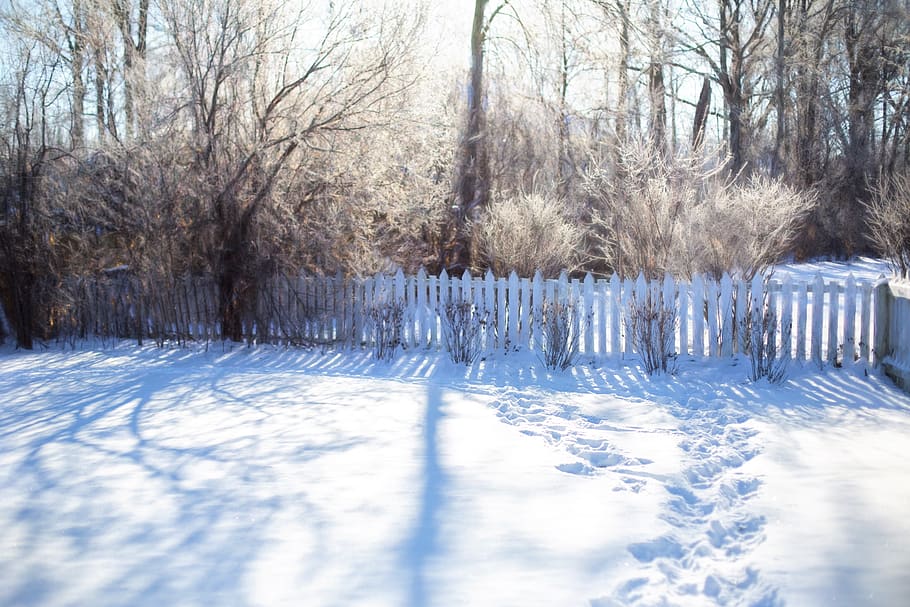 winter, cold, snow, frost, frozen, footprints in snow, icy trees HD wallpaper