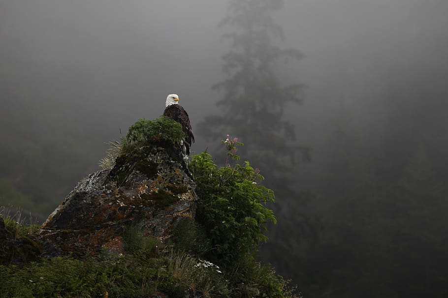 eagle, bald, perched, raptor, bird, nature, wild, portrait HD wallpaper