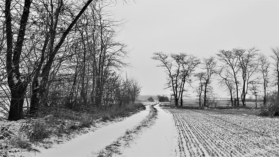 bare trees, path, trail, grey, road, outdoors, nature, plant HD wallpaper