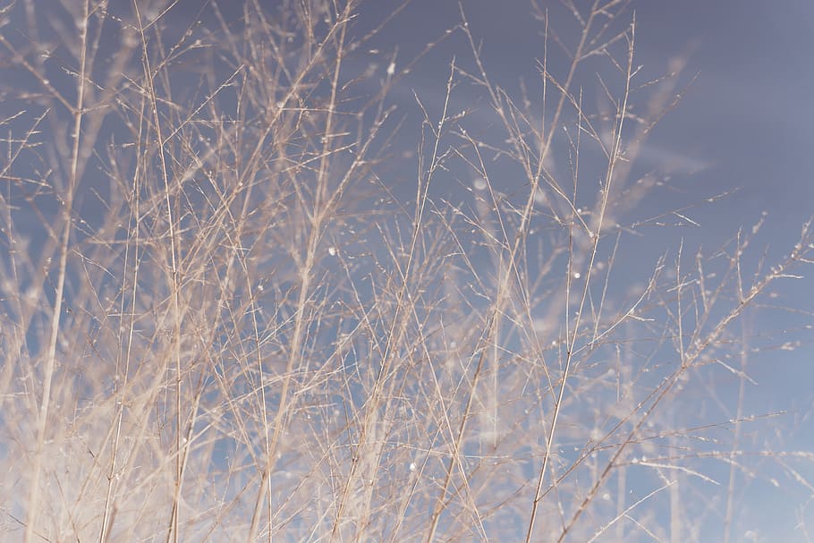 Brown Grass, branches, bush, shrub, tree, winter, cold temperature HD wallpaper