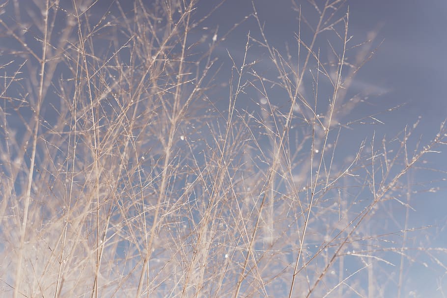 wild, plants, cold temperature, winter, snow, no people, nature HD wallpaper