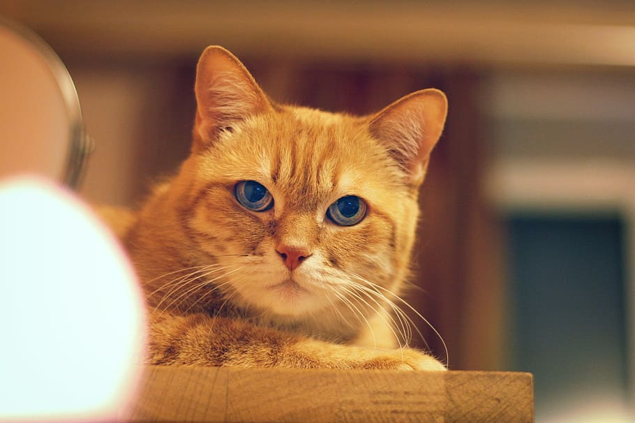 cat, red cat, red-headed cat, kitten, cute, fur, dream, eyes HD wallpaper