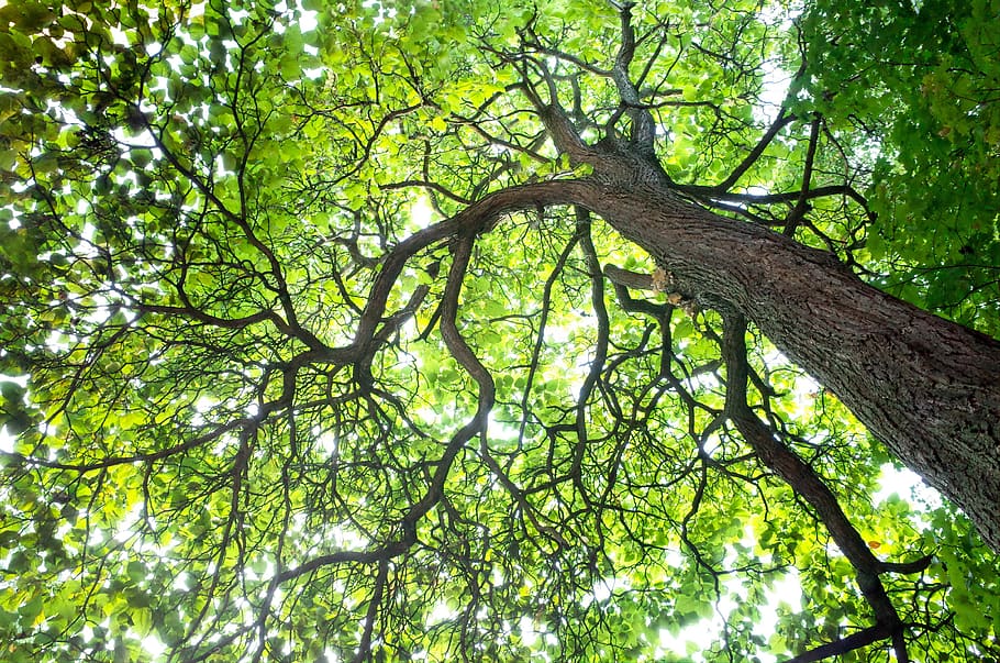 united states, chicago, tree, plant, low angle view, branch HD wallpaper