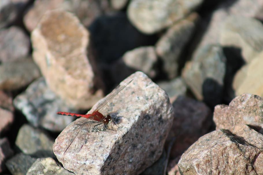 dragonfly, rock, pierre, roche, wing, insects, red, animals in the wild HD wallpaper