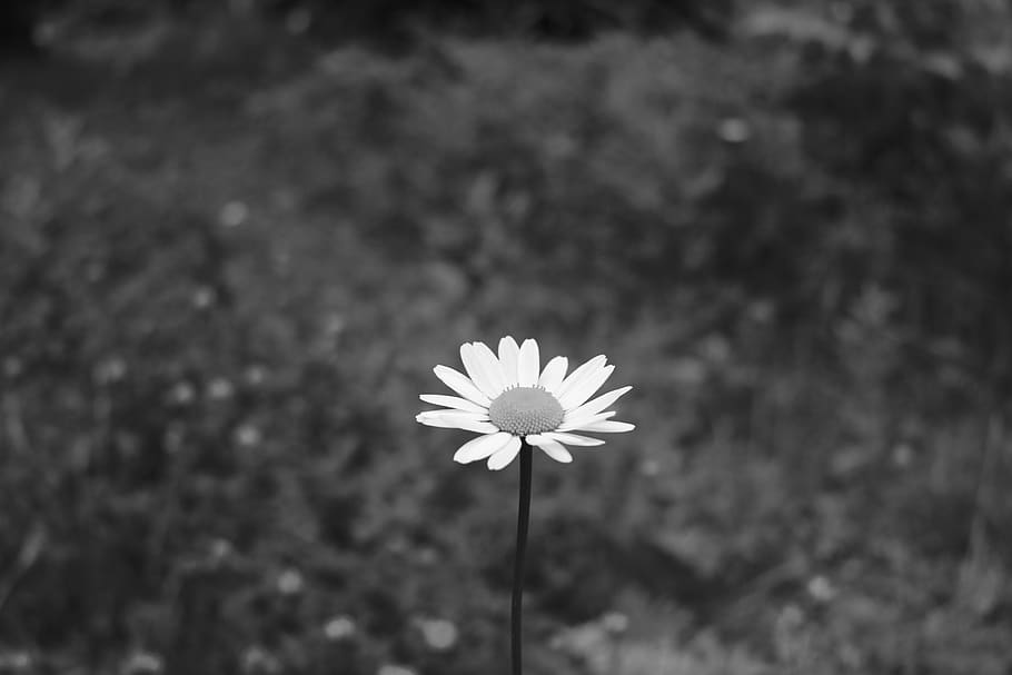 canada, baie-saint-paul, flower, flowering plant, freshness HD wallpaper