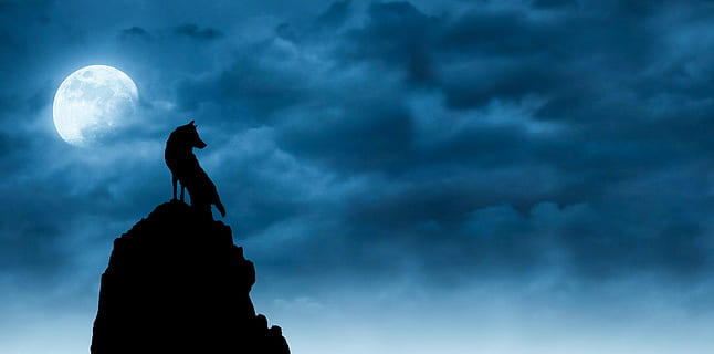 wolf, wolves, moonlight, all saints day, animal, black, blue HD wallpaper