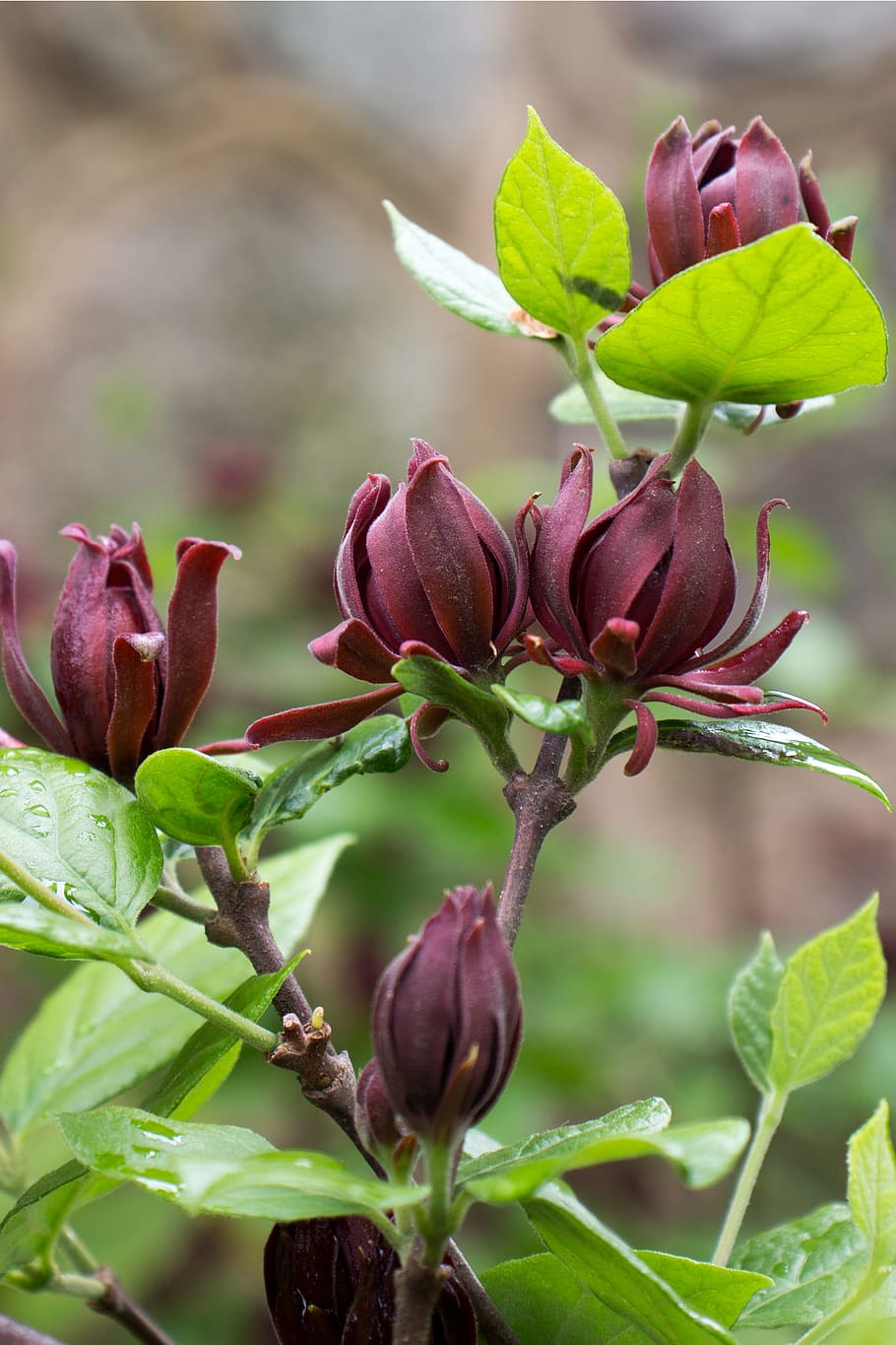 Calycanthus floridus, commonly called Carolina allspice, is an uncommon rounded deciduous shrub that grows to 6-9 tall. It features fragrant, brown to burgundy flowers which come into bloom from mid-April to mid-May. Flowers give way to brownish, urn-shaped fruits seed pods which mature in the fall and last throughout the winter months. The dark, lustrous, green leaves and bark release a clove or camphor-like scent when crushed. Both the flowers and leaves are often used to make potpourris. Other names used are sweetshrub, strawberry bush, and hairy allspice. The shrub is native to the US from Virginia to Florida.