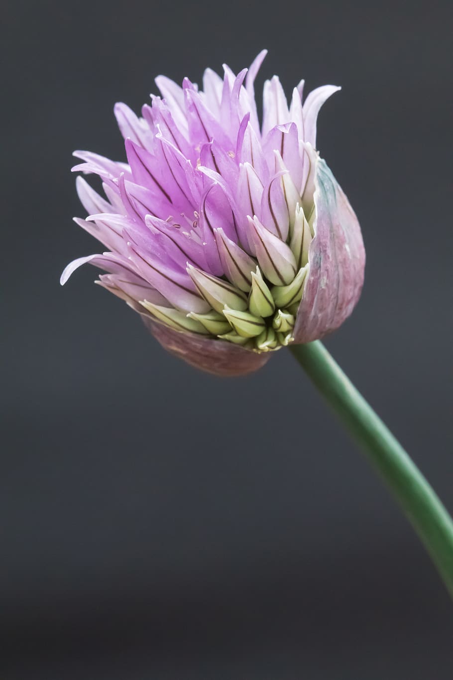 purple flower, flowering plant, beauty in nature, vulnerability HD wallpaper
