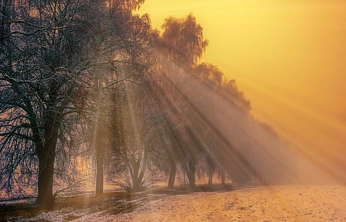 field, road, tree, yellow, lightray, fog, plant, beauty in nature HD wallpaper