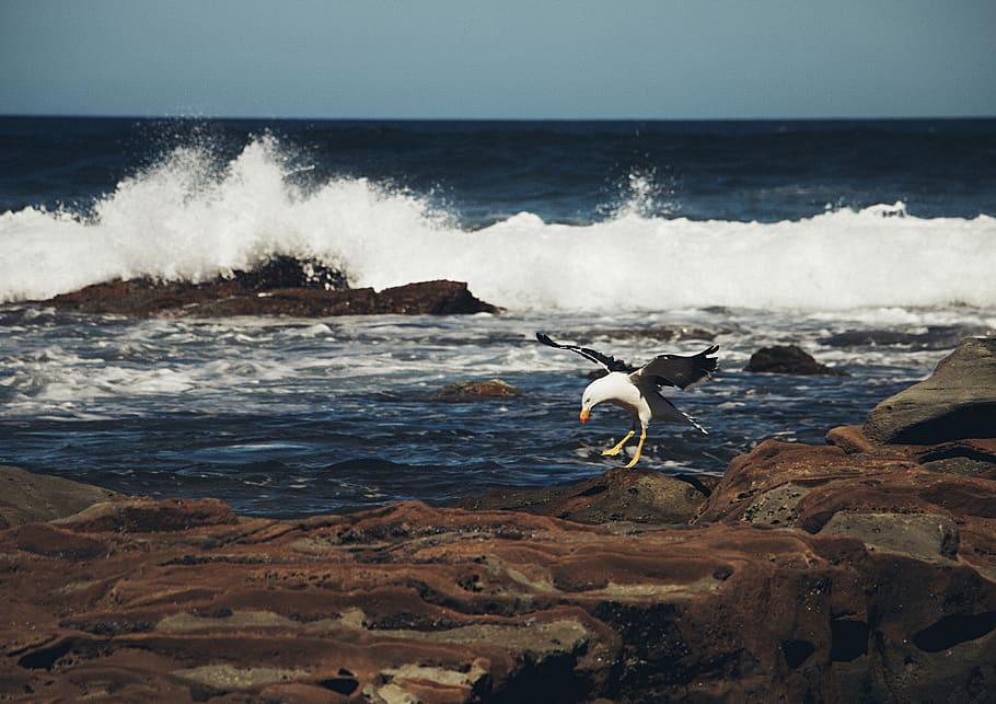 albatross, nature, rocks, waves, sea, foam, shore, beach, rocky HD wallpaper
