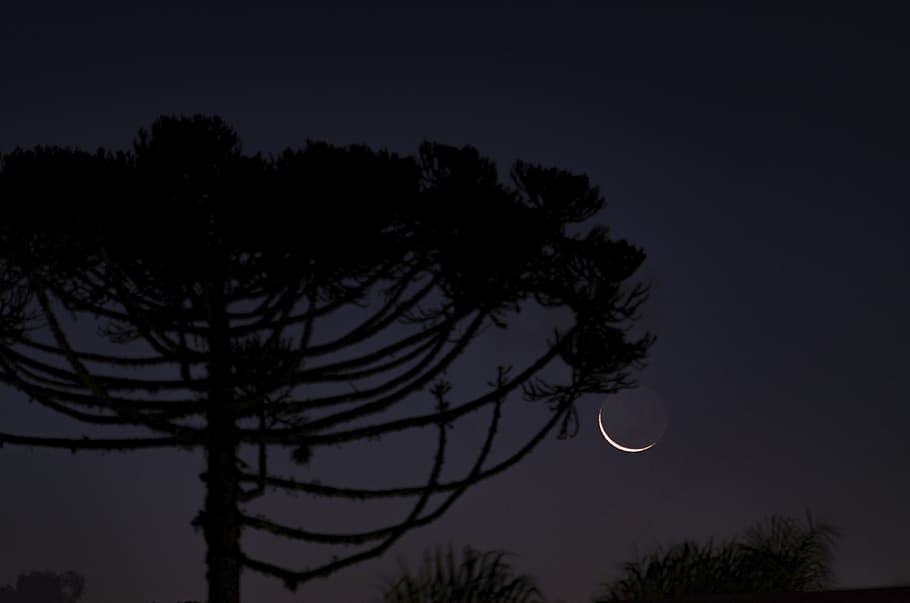 tree and moon, nature, outdoors, night, astronomy, universe, space