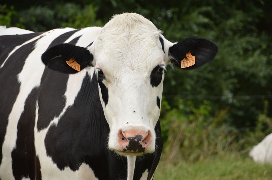 animal, mammal, cow, dairy cow, livestock, milk, heifer, calf, HD wallpaper