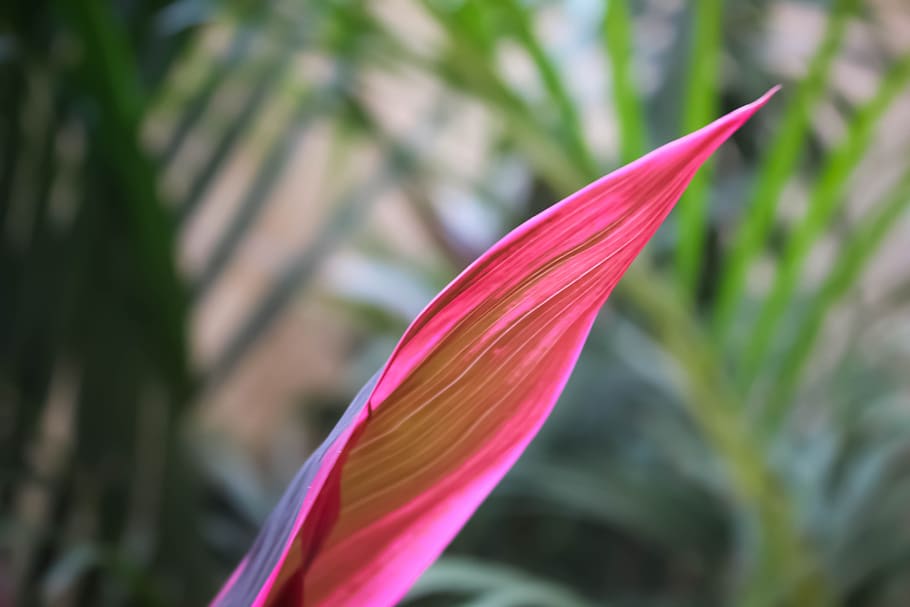 nature, leaf, landscapes, beautiful, plant, close-up, growth HD wallpaper