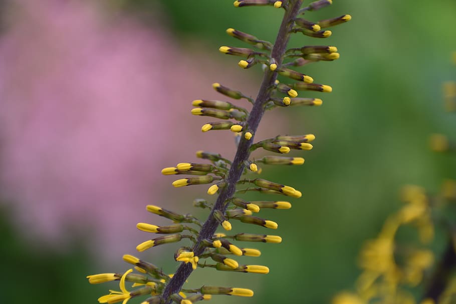 flower, dissolved, the buds, yellow, inflorescences, nature HD wallpaper
