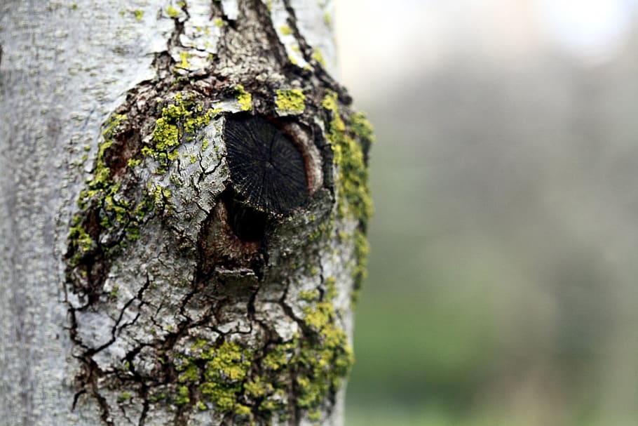 detail, tree, tree trunk, plant, close-up, day, textured, nature HD wallpaper