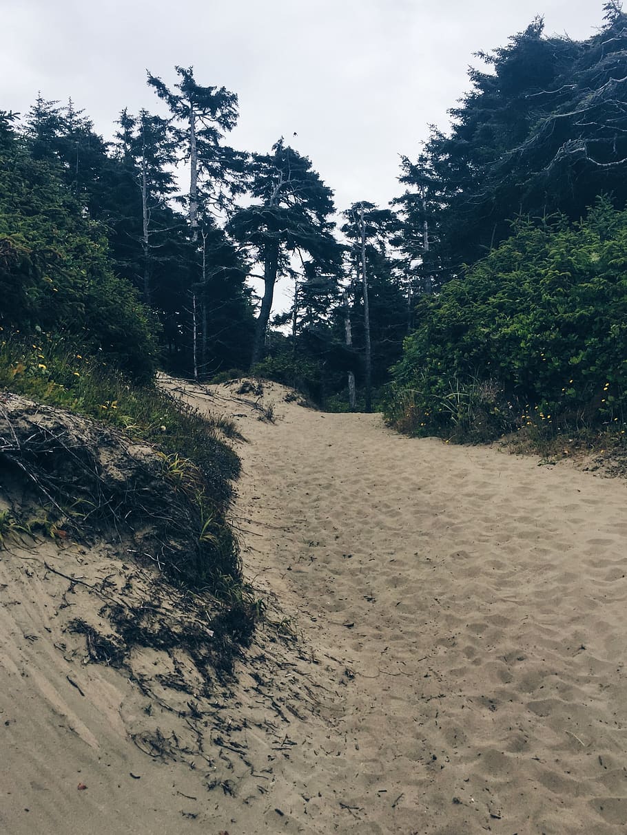 canada, vancouver, dark, beach, trail, sand, trees, plant, land HD wallpaper