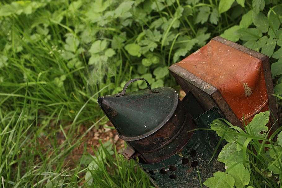 growth, plant, green color, plant part, leaf, nature, metal HD wallpaper