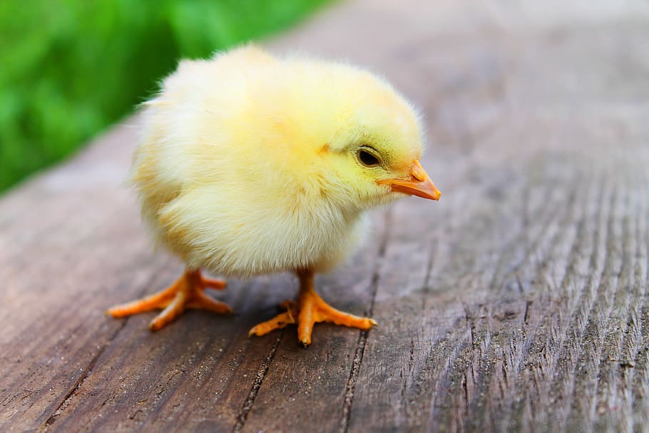 Shallow Focus Photography of Yellow Chick, animal, chicken, easter HD wallpaper