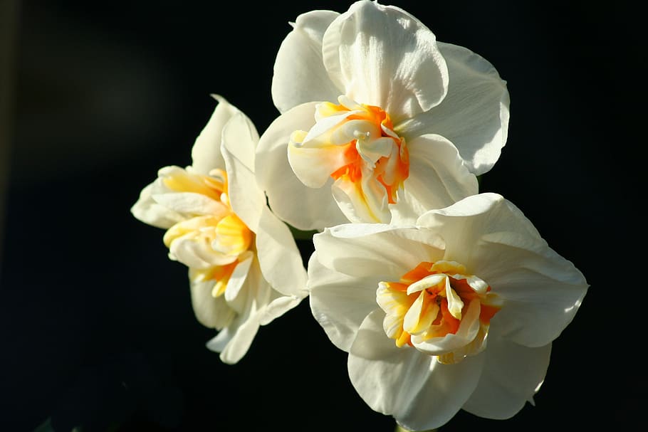 flower, flora, nature, beautiful, floral, petal, daffodil, flowering plant HD wallpaper
