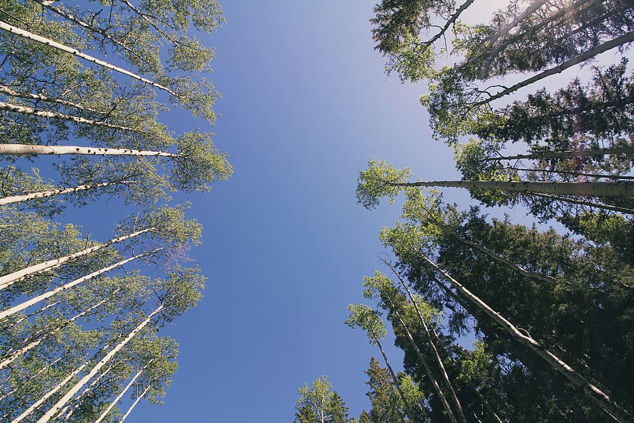 united states, taos ski valley, looking up, sunshine, tall trees