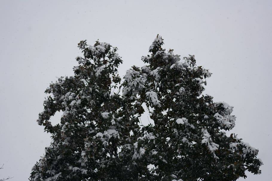 tree, trees, forest, sky, light, cloud, clouds, snow, snowing HD wallpaper