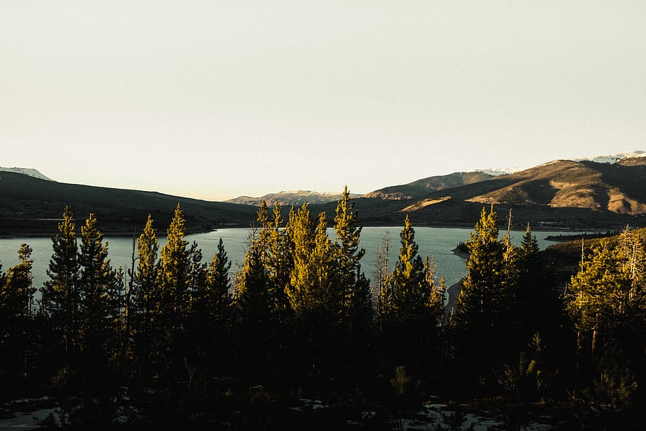 green-leafed trees beside water, plant, abies, fir, conifer, outdoors HD wallpaper
