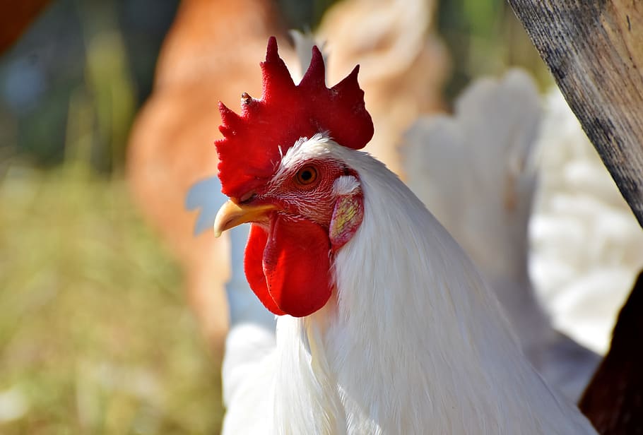 hahn, crow, poultry, comb, chicken, gockel, bill, livestock HD wallpaper