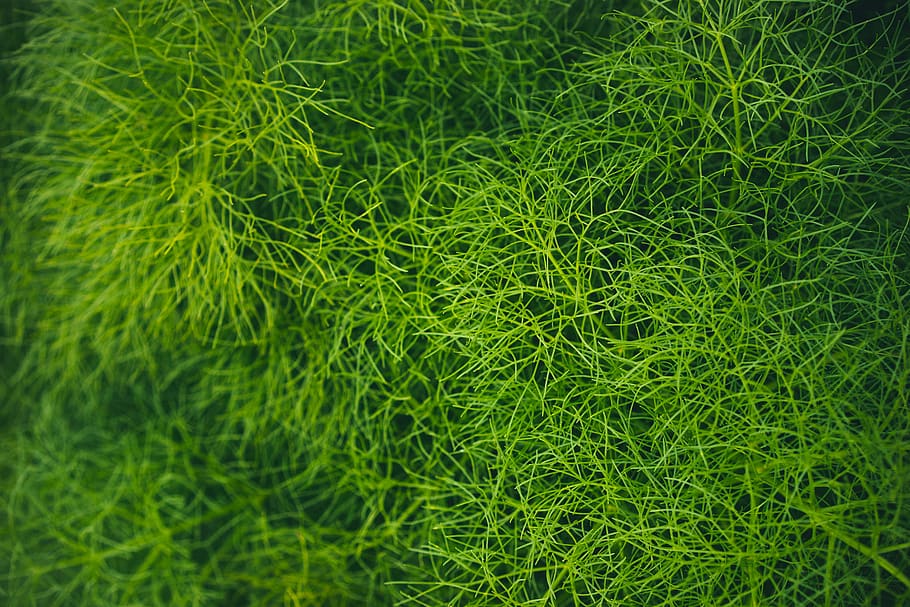 green grass, green color, backgrounds, plant, growth, full frame HD wallpaper