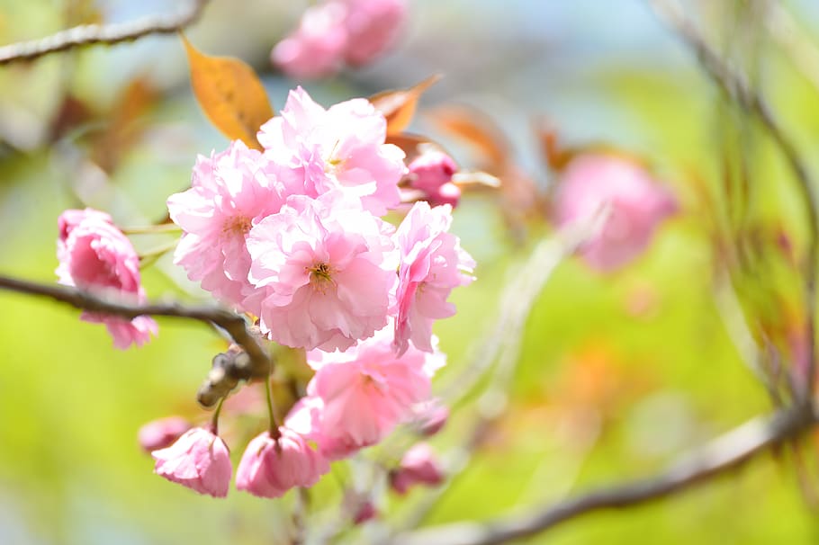 landscape, natural, spring, cherry blossoms, double cherry blossoms HD wallpaper