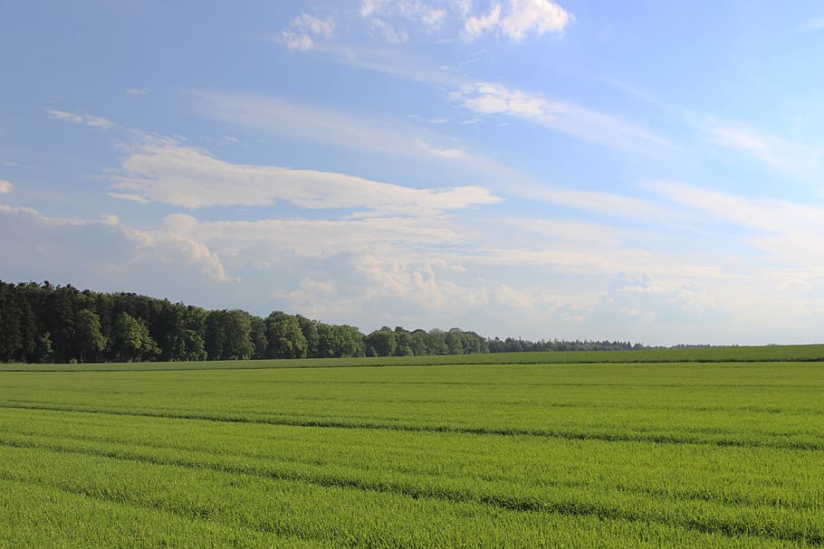 summer, clouds, forest, fields, landscape, sky, green color HD wallpaper