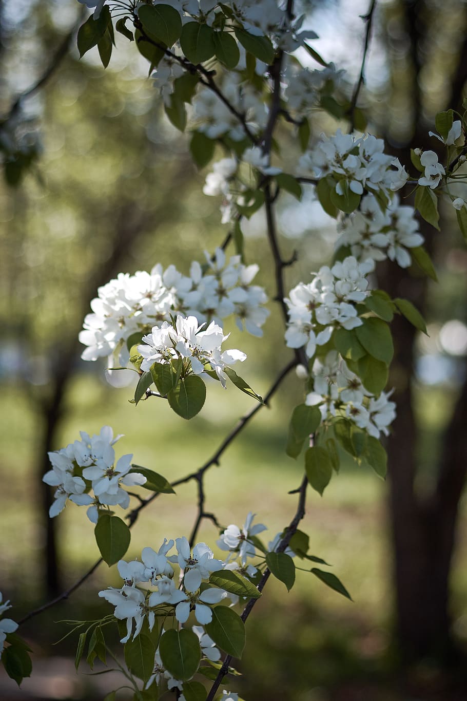 white petaled flowers, plant, blossom, geranium, pollen, acanthaceae HD wallpaper