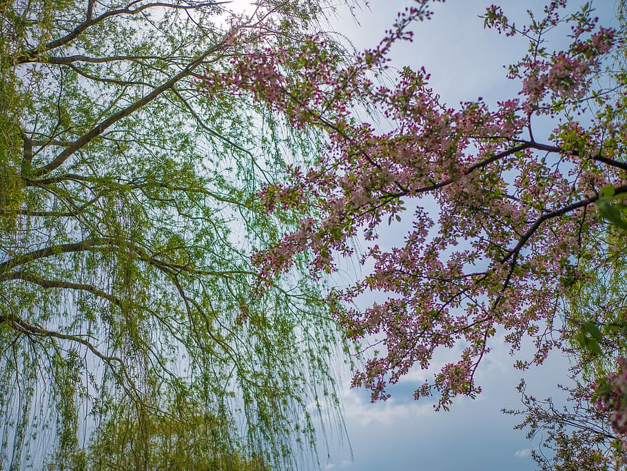 trees, branches, pink, green, sky, wind, magenta, low angle view HD wallpaper