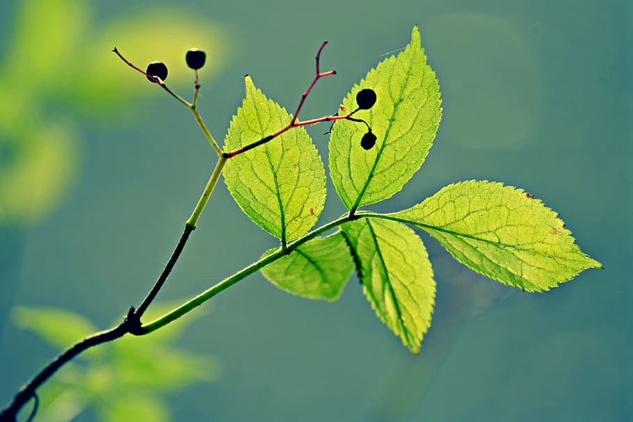 leaf, twig, plant, bush, veins, pattern, back light, nature HD wallpaper