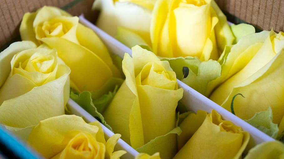 yellow roses with box, freshness, close-up, flower, plant, food and drink HD wallpaper