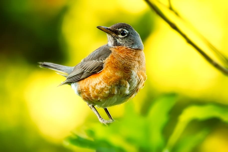 robin, bird, wildlife, closeup, macro, nature, outdoors, animal themes HD wallpaper