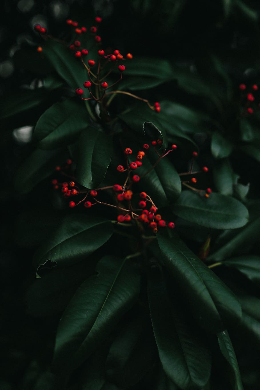 round red fruits, plant part, growth, leaf, green color, close-up HD wallpaper